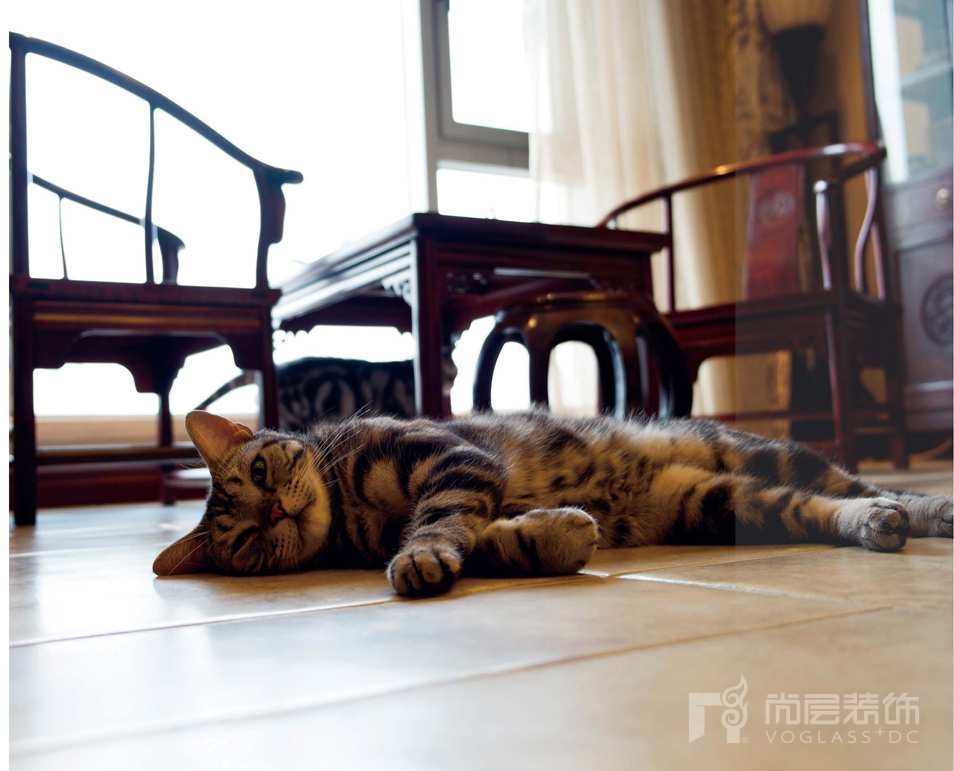 壹千栋别墅装修业主养的猫